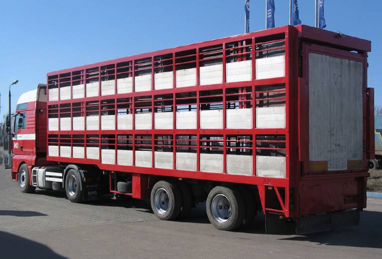 Перевезти крупного рогатого скота из Белоруссия, Гомель в Россия, Борисоглебск